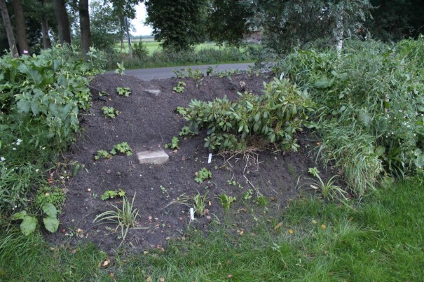 Ein Rhodo-Fundstück und Bodendecker gepflanzt, um den Wall zu befestigen.